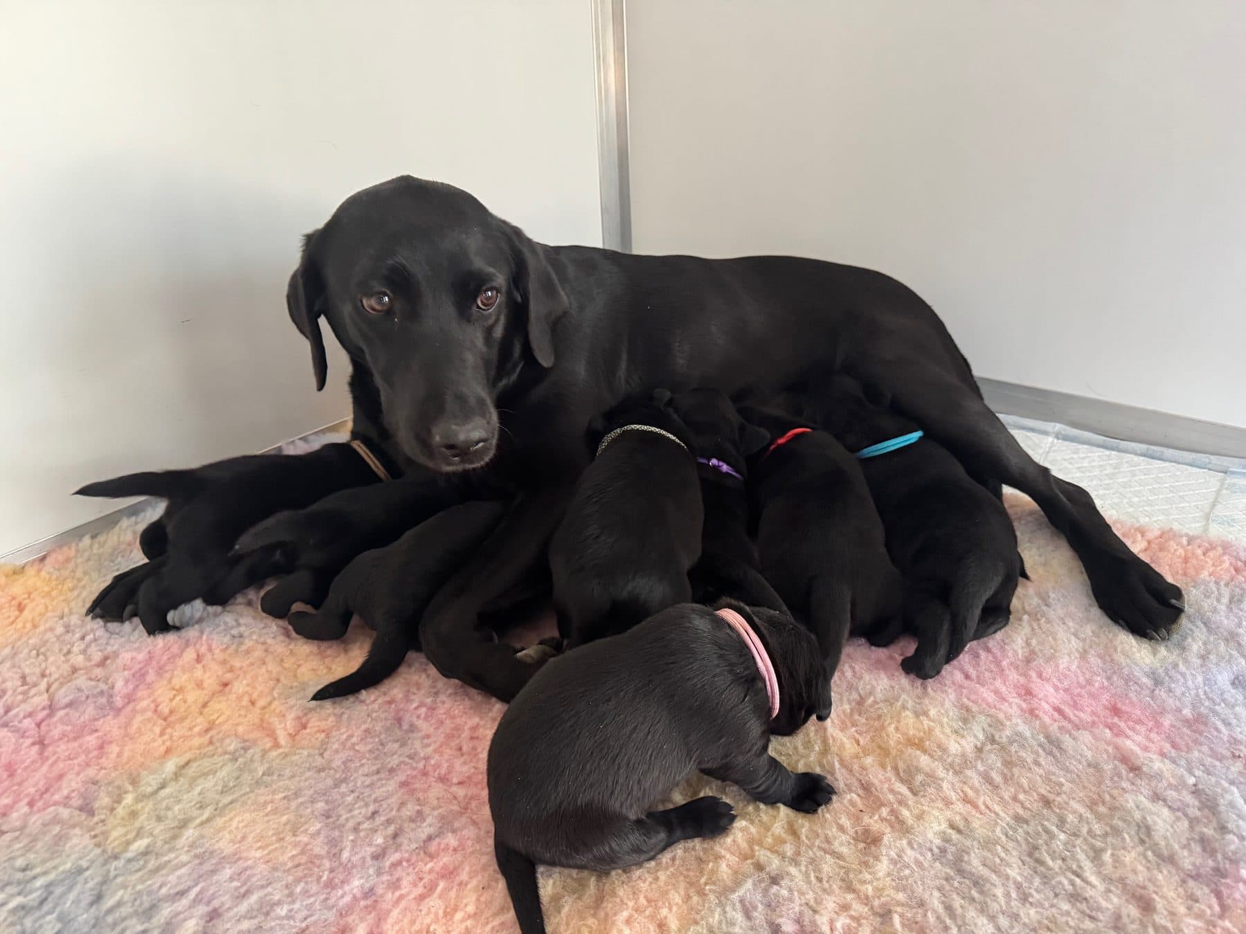 Oak nursing a previous litter
