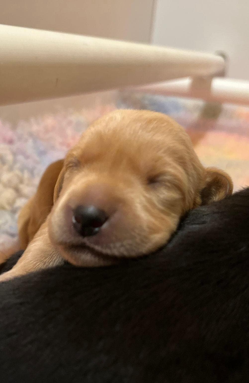 Newborn puppy