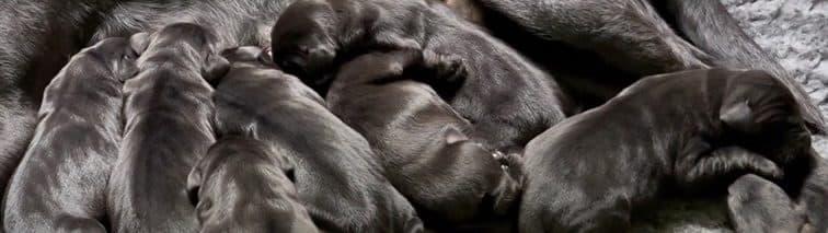 Newborn Labrador puppies nursing