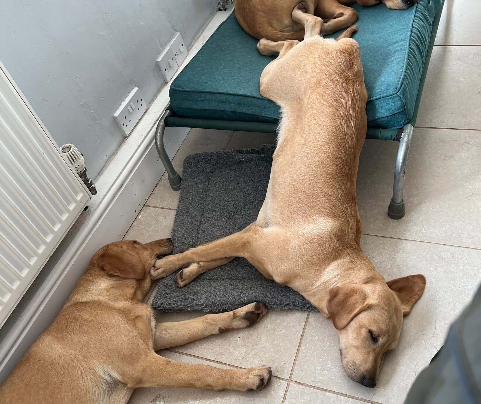 Shyii asleep with the family dogs