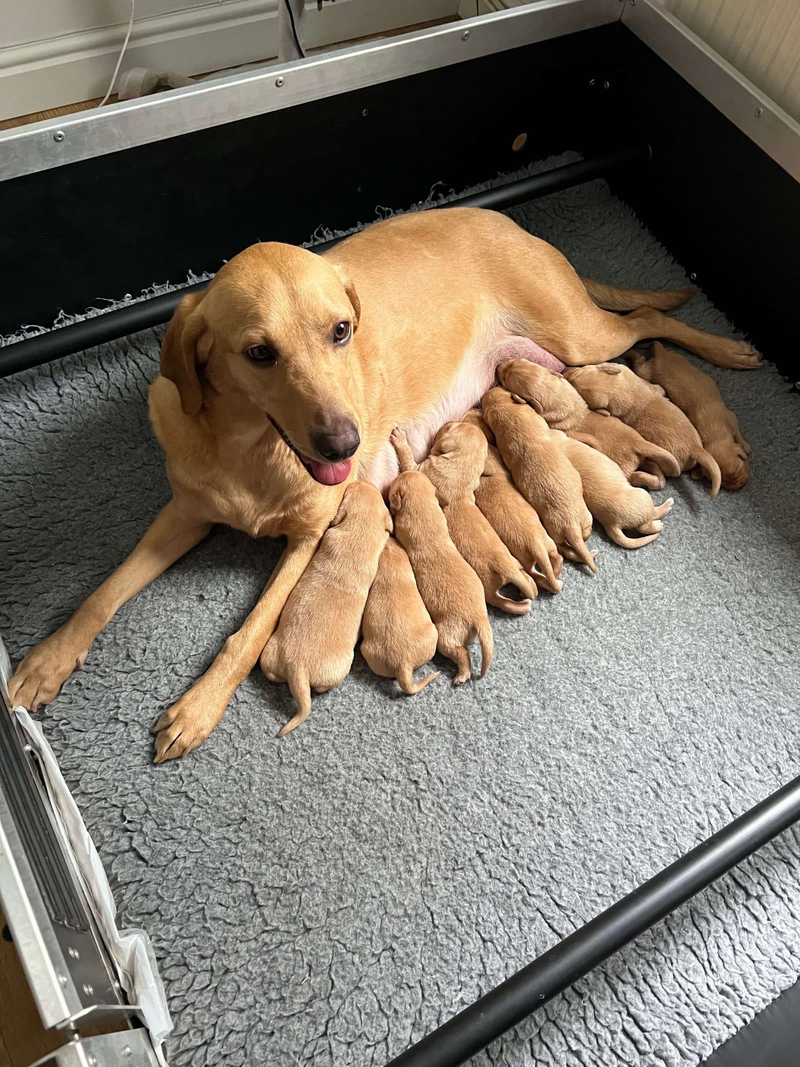Shyii nursing her litter