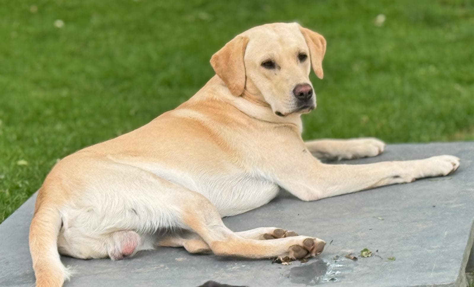 A mature Labrador bitch